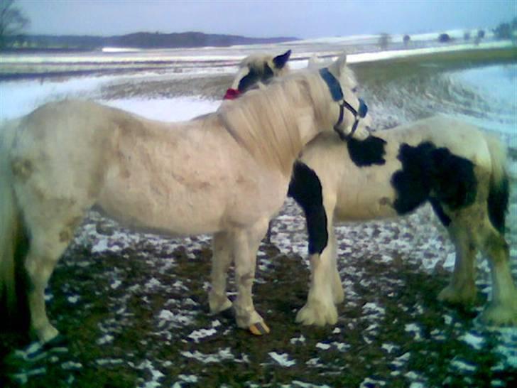 Welsh Pony (sec B) Lisette *Solgt* billede 7