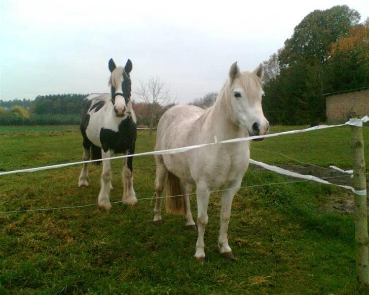 Welsh Pony (sec B) Lisette *Solgt* billede 8