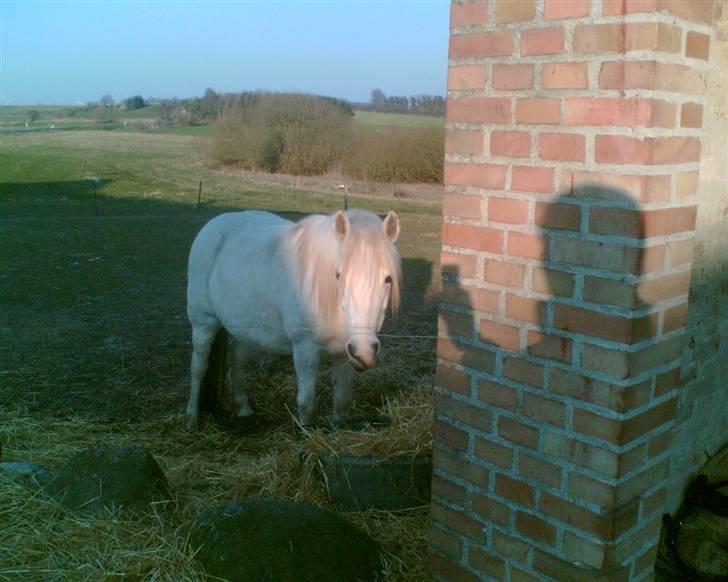 Welsh Pony (sec B) Lisette *Solgt* billede 9