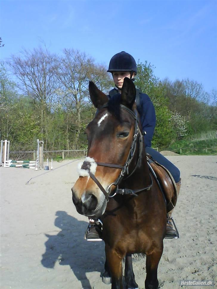 Anden særlig race May-day<3 *solgt* - elsker dig <33 billede 8