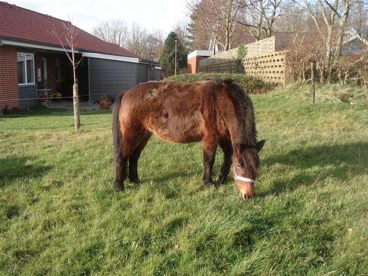 Anden særlig race bamse billede 5