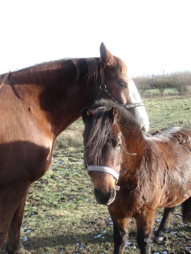 Anden særlig race bamse billede 6