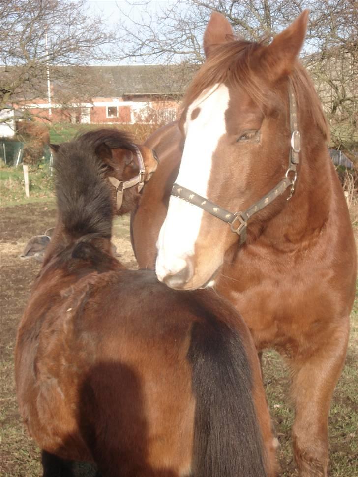 Anden særlig race bamse billede 7