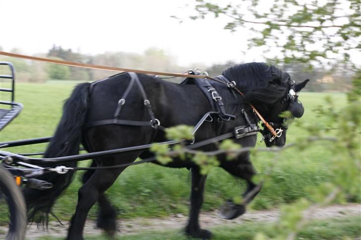 Fell pony Tunstall Jade billede 1