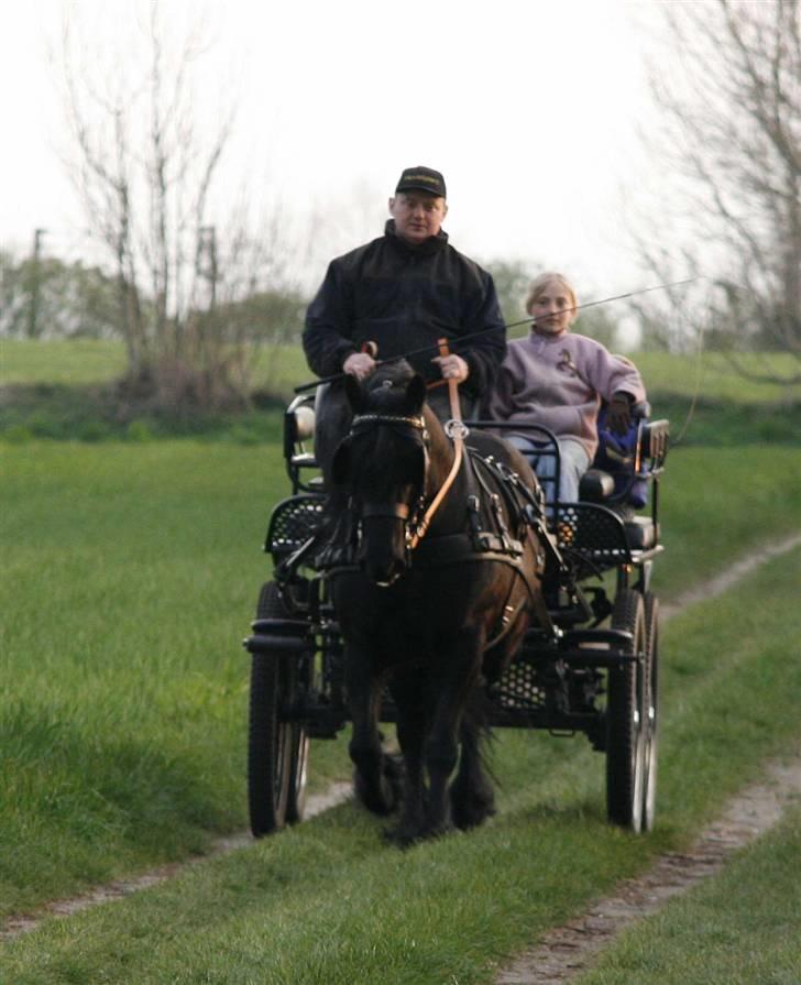 Fell pony Tunstall Jade billede 2