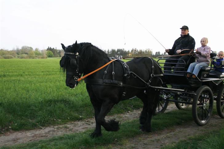 Fell pony Tunstall Jade billede 3