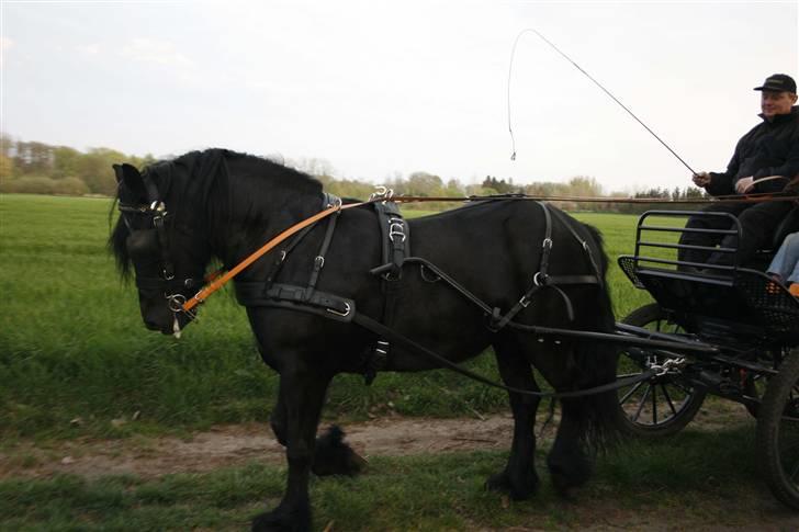 Fell pony Tunstall Jade billede 4