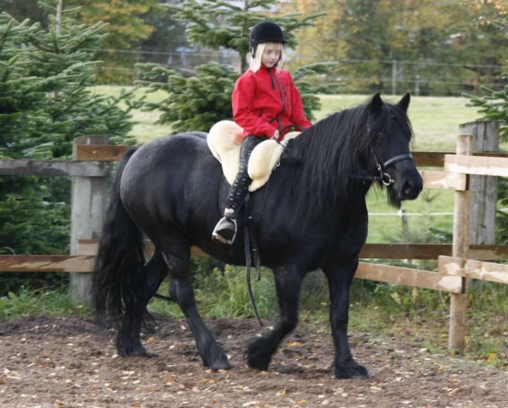 Fell pony Tunstall Jade billede 5