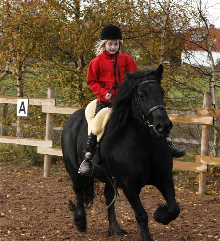Fell pony Tunstall Jade billede 6