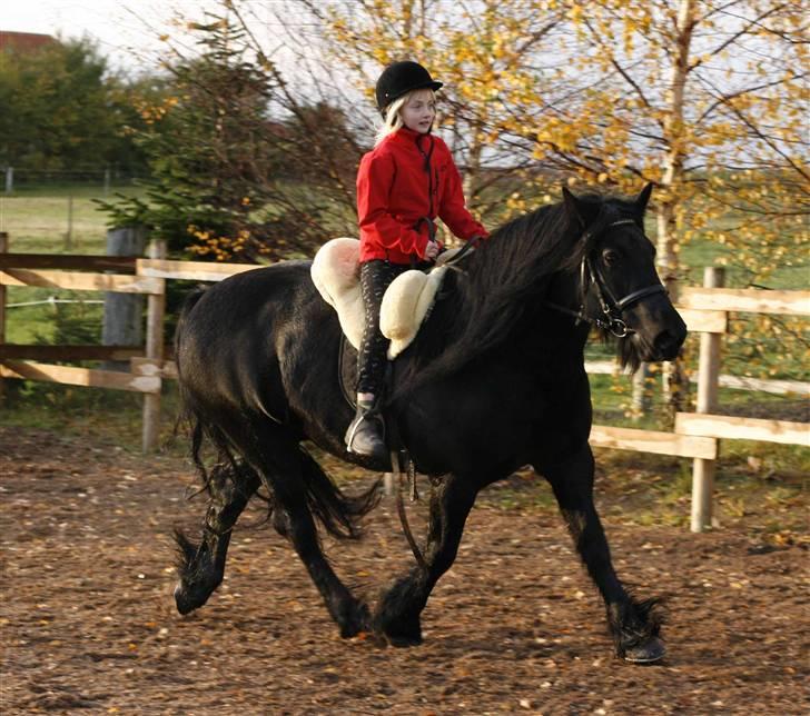 Fell pony Tunstall Jade billede 7