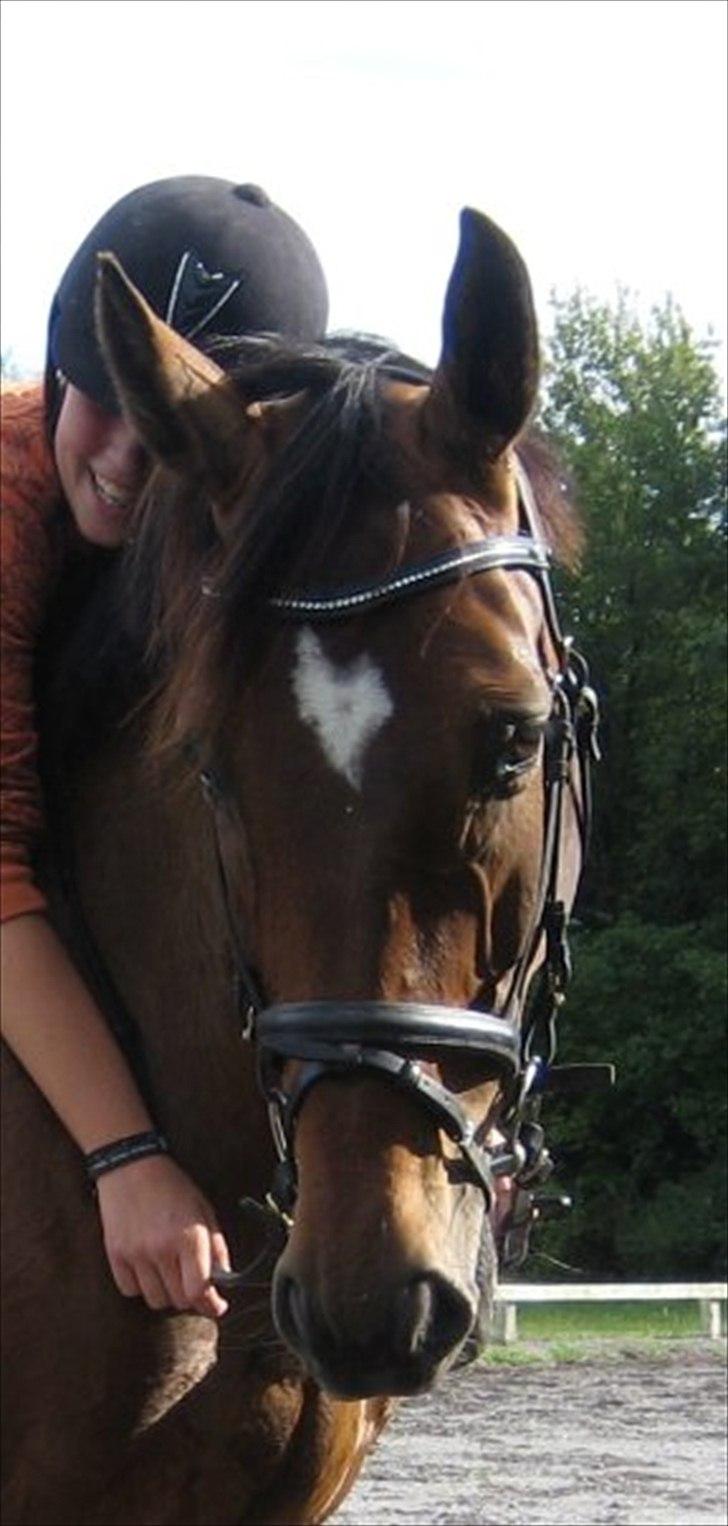 Dansk Varmblod Legrando lyngkær - velkommen til legrando´s profil. læg gerne en kommen tar og bedømmelse billede 1