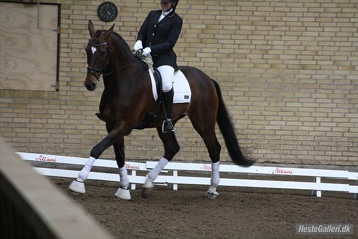 Dansk Varmblod Legrando lyngkær - Nr 1 : Legrando og mig til stævne den 12/6-10 red til 67.78 billede 2