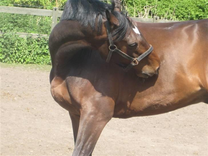 Dansk Varmblod Legrando lyngkær - nr 2. det klør =) billede 3