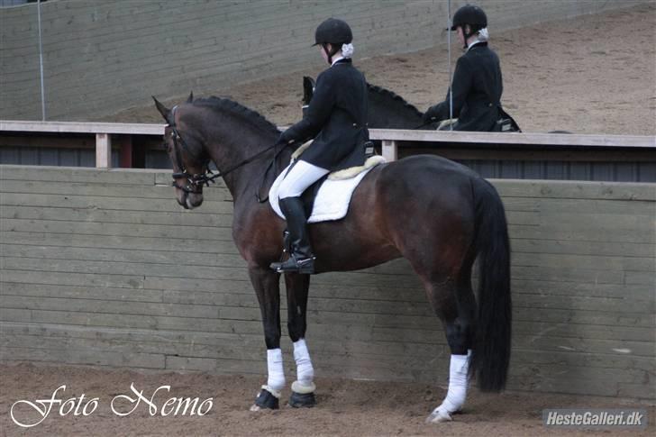 Dansk Varmblod Legrando lyngkær - nr 3. stævne flot parade fik 7 for den  fotograf Nadia Jørgensen billede 4