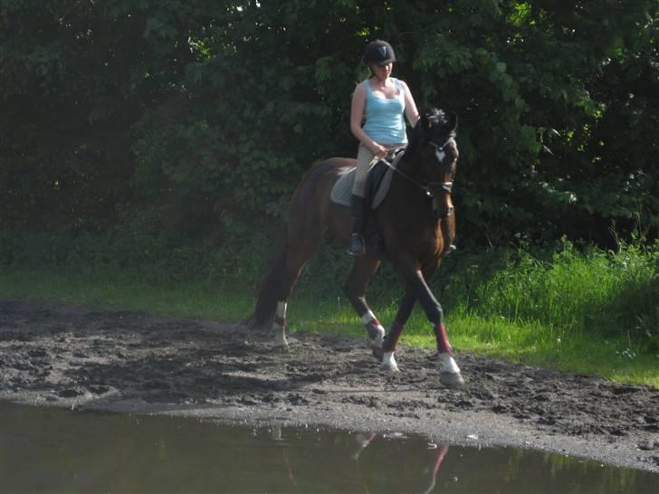 Dansk Varmblod Legrando lyngkær - nr 4. han er så smuk billede 5