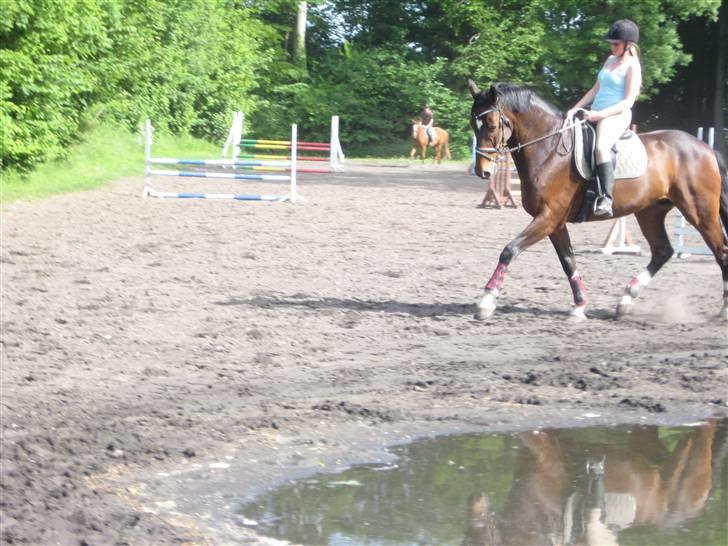 Dansk Varmblod Legrando lyngkær - nr 5. træning en varm sommerdag billede 6