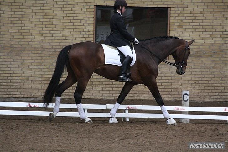 Dansk Varmblod Legrando lyngkær - nr 6. Ja min hest kan skridte til :P billede 7
