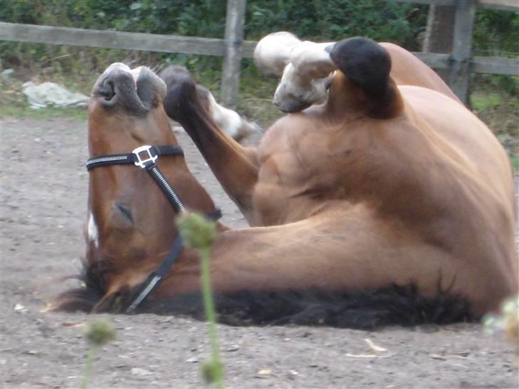 Dansk Varmblod Legrando lyngkær - nr 7. elsker det billede billede 8