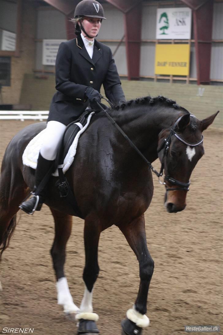 Dansk Varmblod Legrando lyngkær - nr 8. hvor er min lille dreng dog køn :) fotograf Nadia Jørgensen billede 9