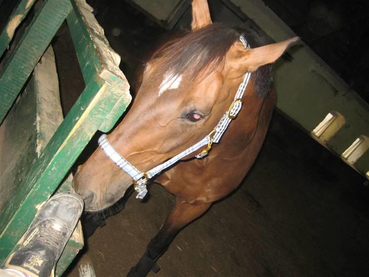 Dansk Varmblod Legrando lyngkær - nr 9. min lille hestter kan godt lide at spise min sko=) billede 10