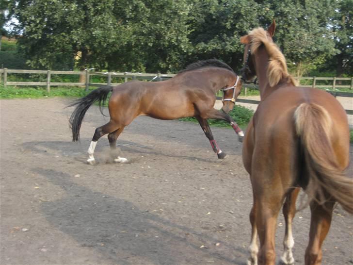 Dansk Varmblod Legrando lyngkær - nr 10. hesten viser sig lige lidt frem for Welina billede 11