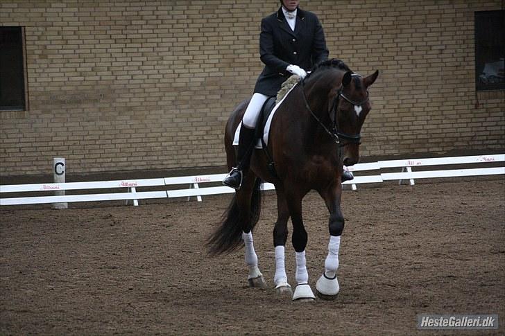 Dansk Varmblod Legrando lyngkær - nr 11. min hest smukke basse. fotograf Nadia Jørgensen billede 12