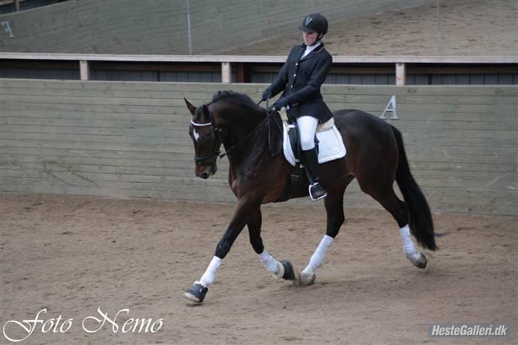 Dansk Varmblod Legrando lyngkær - nr 13. min hest er så smuk fotograf Nadia Jørgensen billede 14