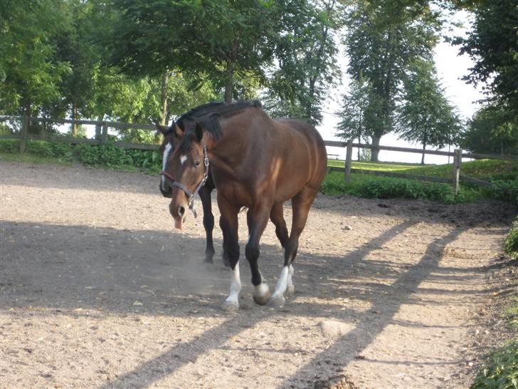 Dansk Varmblod Legrando lyngkær - nr 14. ser jeg ik godt ud mor?=) billede 15
