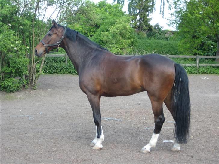 Dansk Varmblod Legrando lyngkær - nr 15.  min toldte hest billede 16
