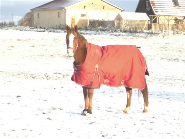 Palomino Malou Seagal billede 8