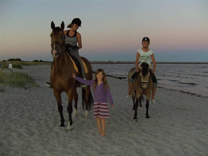 Hannoveraner Disney - En tur på stranden:-) det var rigtigt dejligt da vi endelig kom i vandet, disney var lidt bange, her er det også første gang hun ser havet. På billed sammen med os er Filuka med sin part Camilla og min datter Amalie som står i midten:-) billede 16