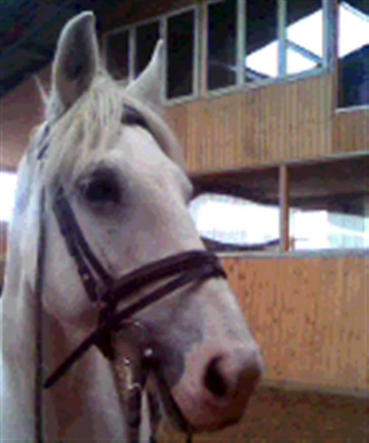 Anden særlig race fantasie - zmukke fantasie billede 1