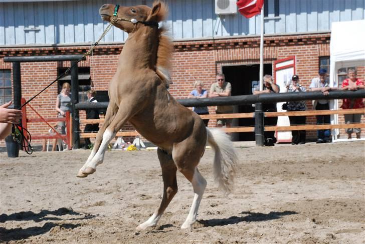 Dansk Miniature Egehøj's Playmate - Farlig hingst tak til Team Topper der har taget billedet billede 5