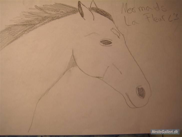 Dansk Varmblod Mermaids La Fleur R.I.P billede 18