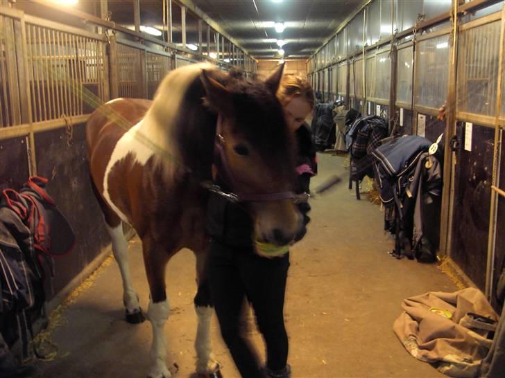 Anden særlig race Nela billede 1