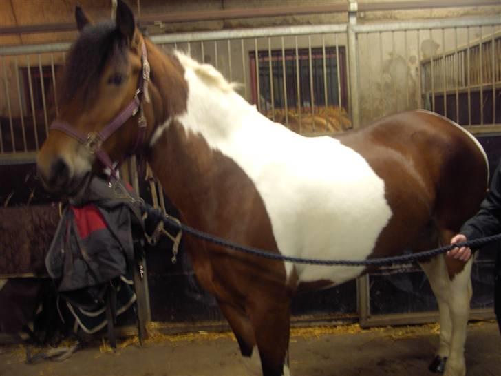 Anden særlig race Nela billede 3