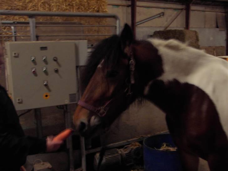 Anden særlig race Nela billede 6