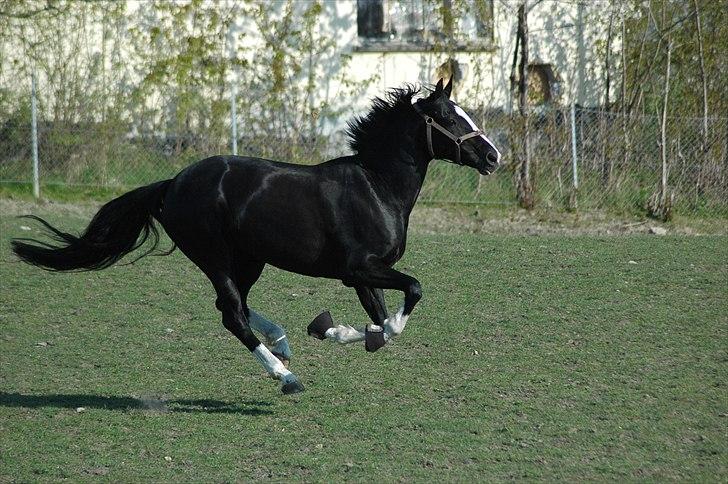 Holstener Prior's Maluta *SOULMATE* R.I.P 15/09/2011 - Fordi du elsker det <3 billede 17