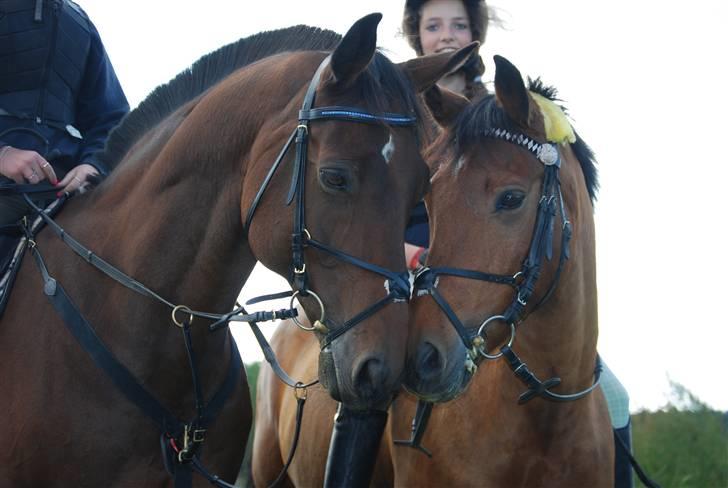 Dansk Varmblod Leroux' farvelminengel <3 - Fordi du var den bedste hest ! <3 billede 16