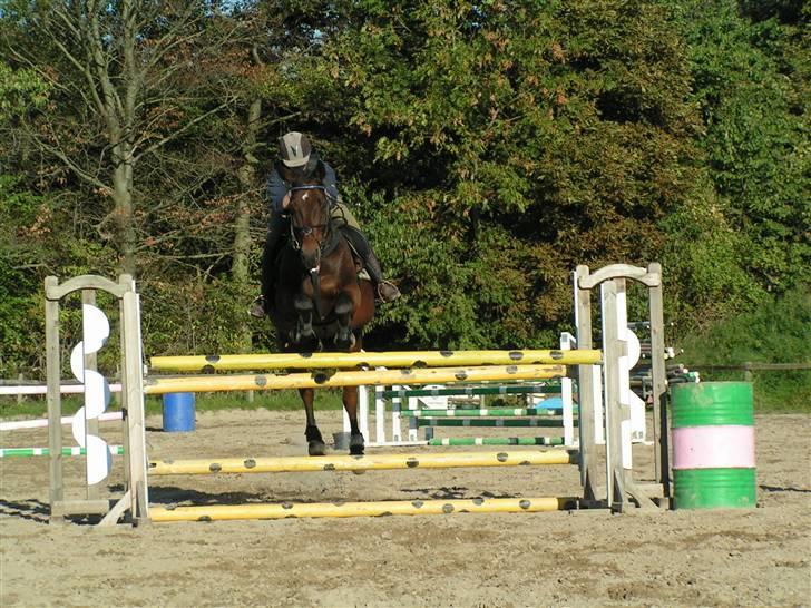 Dansk Varmblod Leroux' farvelminengel <3 - Fordi du bare gjorde det <3 billede 18