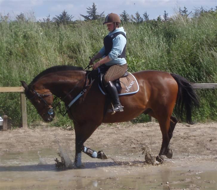 Dansk Varmblod Leroux' farvelminengel <3 - Fordi du førte mig gennem ild & vand, ! <3 billede 20