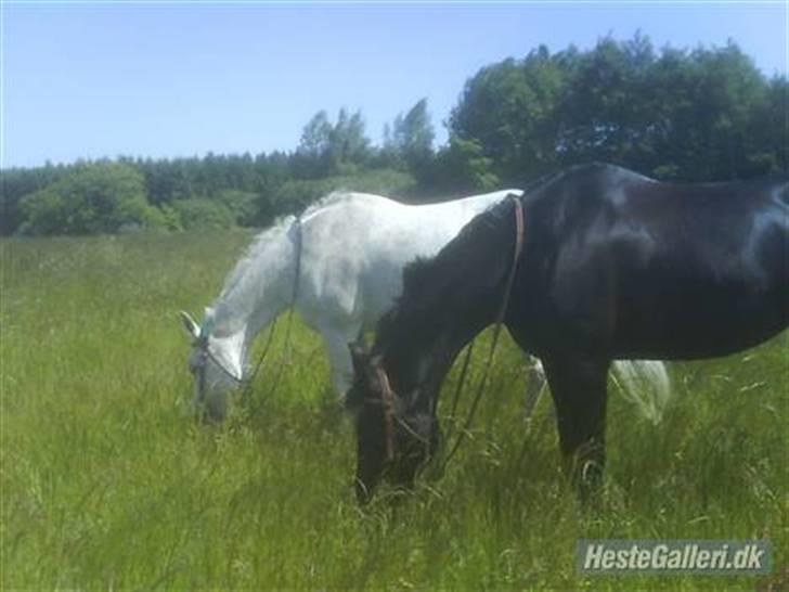 Oldenborg / Dv Malou *passer* R.I.P - bedste veninder <3 altid billede 11