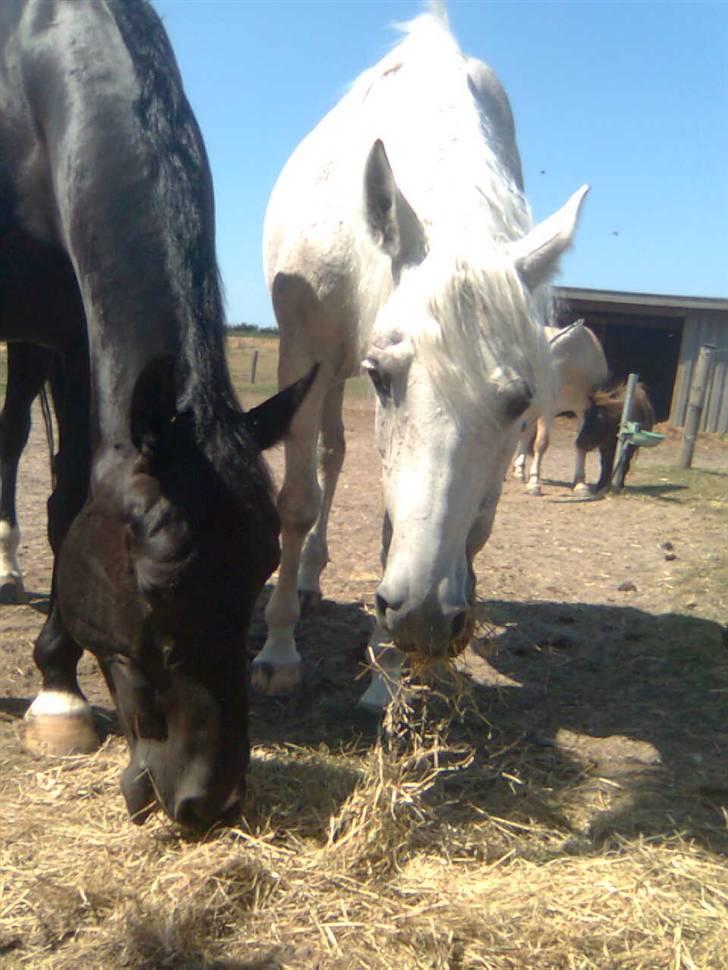 Oldenborg / Dv Malou *passer* R.I.P - bedste veninder  deler altid<3  billede 13