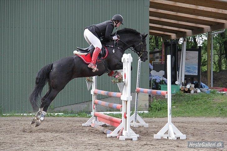 Holstener Prior's Maluta *SOULMATE* R.I.P 15/09/2011 - Tak fordi i så med (´: Fordi du tager mig til stjernerne <3 billede 20