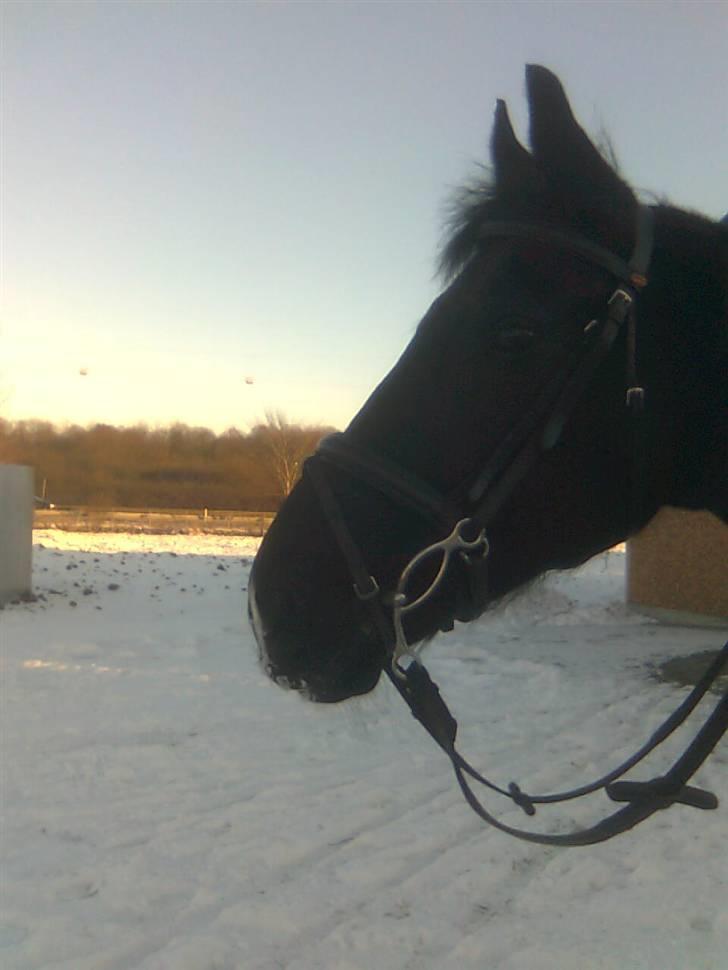 Oldenborg / Dv Malou *passer* R.I.P billede 19
