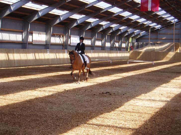 Anden særlig race Sasja R.I.P - samme stævne billede 2