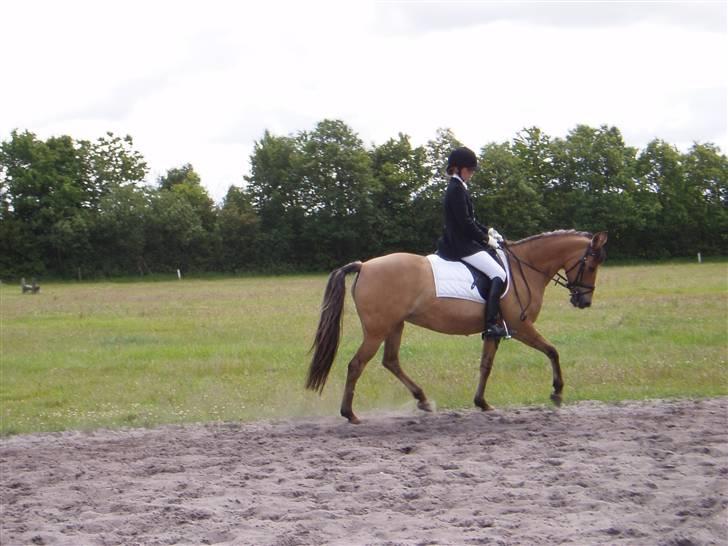 Anden særlig race Sasja R.I.P billede 4