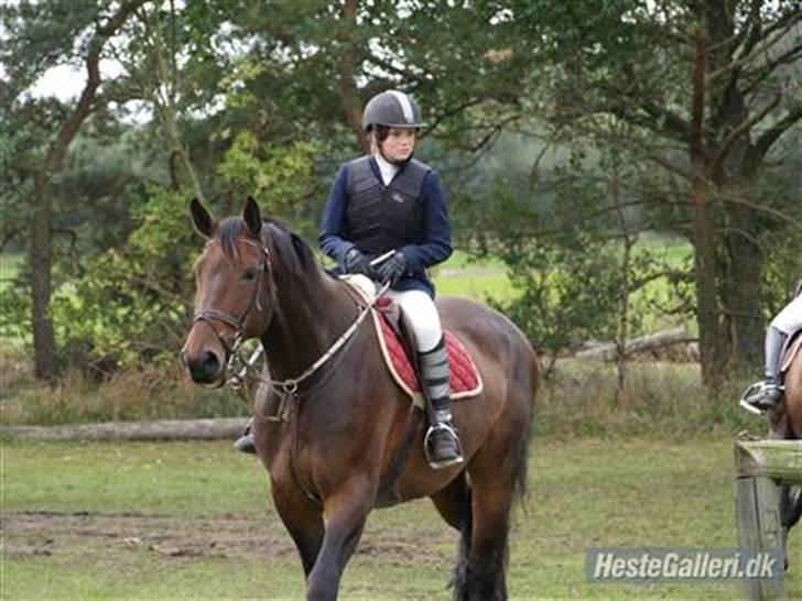 Holstener Miserable (solgt) billede 19