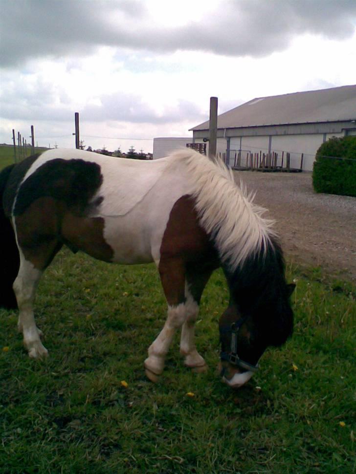 Anden særlig race Stormy | SOLGT | - På folden!! billede 5