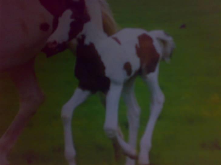 Pinto Hedens Landaz billede 1